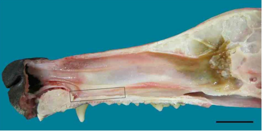 <p>Three main parts</p><p>• Cutaneous region</p><p>• Respiratory region - Vomeronasal Organ</p><p>• Olfactory region</p>