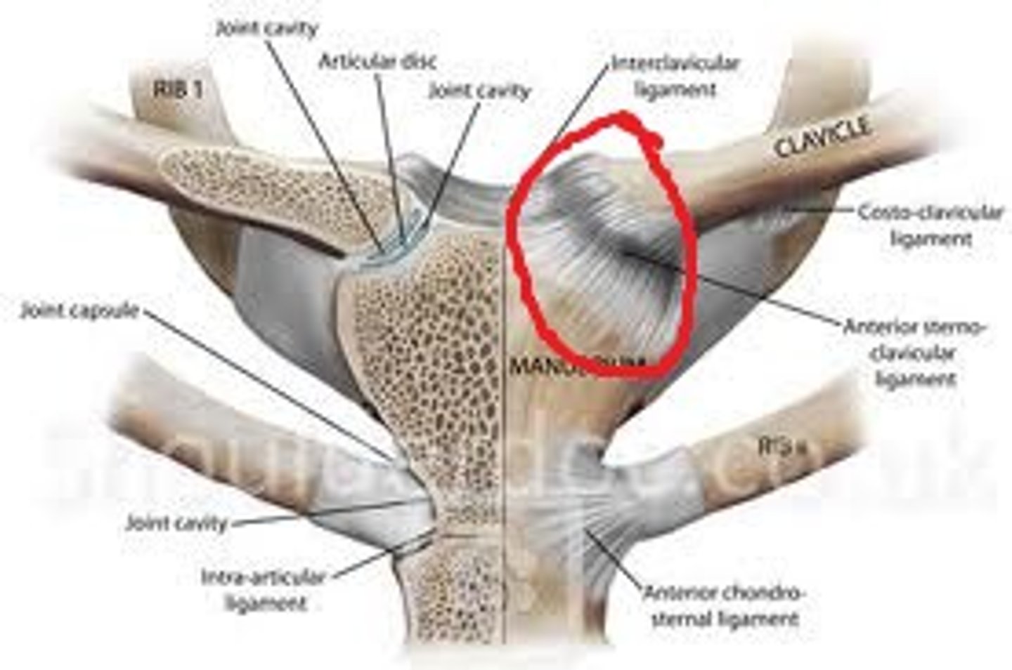 <p>reinforces the joint capsule; limits anterior and posterior movement of the clavicle's medial end</p>