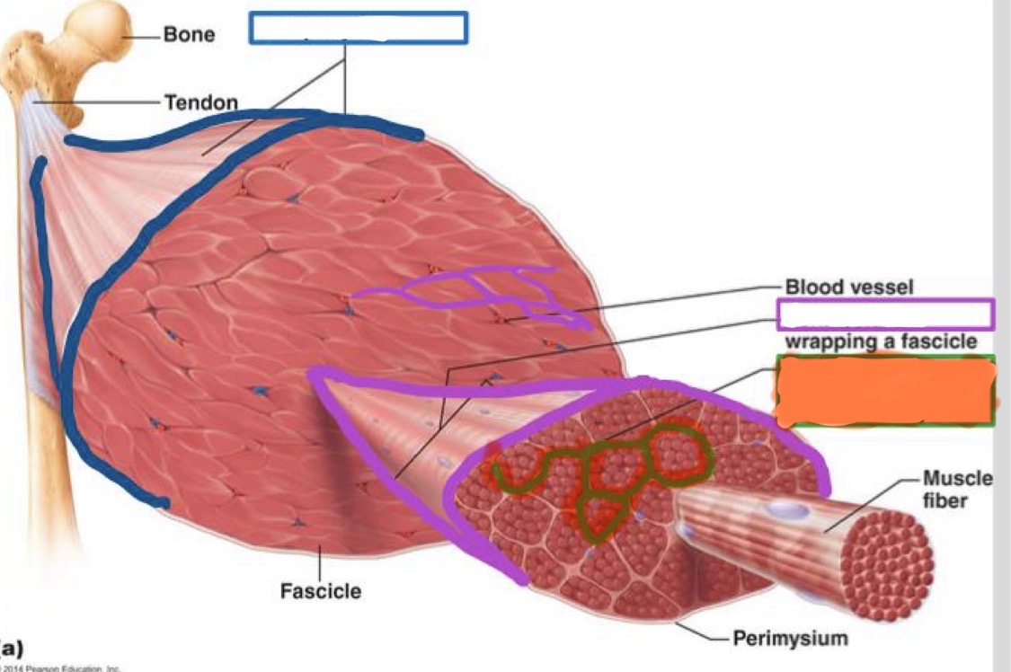<p>around each myofiber</p>