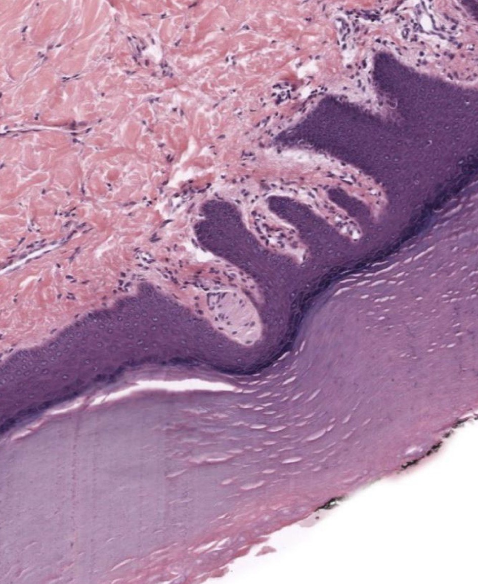 <p>Identify the Structure</p>