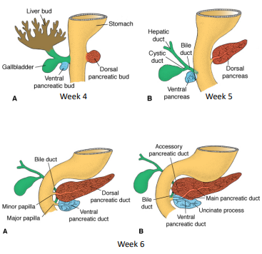 <ol><li><p>As liver develops into the septum transversum, the biliary duct system forms </p></li><li><p>Where the connection between the hepatic diverticulum and the foregut (duodenum) narrows = the bile duct </p></li><li><p>A small ventral outgrowth develops in the bile duct = gallbladder and cystic duct</p></li><li><p>Positional change of the developing duodenum (partly due to stomach development) causes the bile duct entrance to pass behind the duodenum</p></li></ol><p></p>