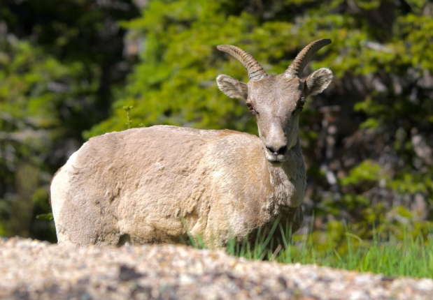 <p>Female bighorn sheep</p>