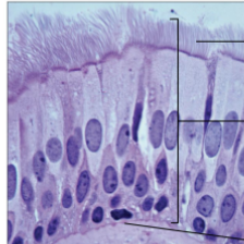 <p>pseudostratified columnar epithelium location</p>
