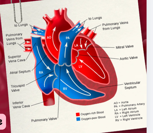 <p>List the 5 core cardiovascular defense mechanisms</p>