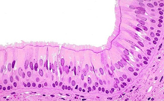 <p>-Function: Secretes mucus (by Goblet Cells) and uses cilia to move mucus, dust, and pathogens out of airways</p><p>-Found: Trachea and upper respiratory tract</p><p>-Description: One layer of tall cells that looks multilayered, with cilia on the surface</p>