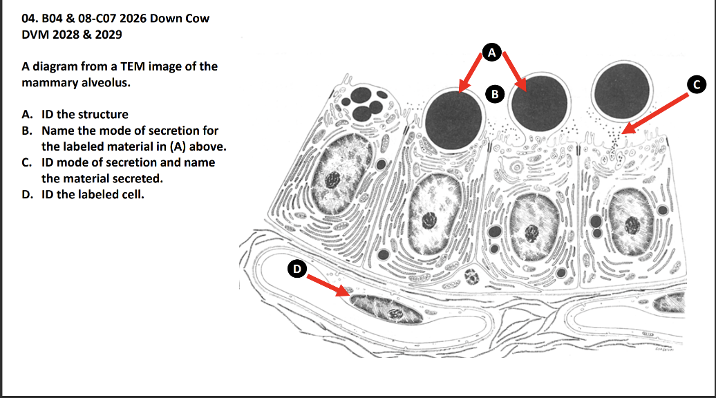 <p>A diagram from a TEM image of the </p><p>mammary alveolus.</p><p>A. ID the structure</p><p>B. Name the mode of secretion for </p><p>the labeled material in (A) above.</p><p>C. ID mode of secretion and name </p><p>the material secreted.</p><p>D. ID the labeled cell</p>