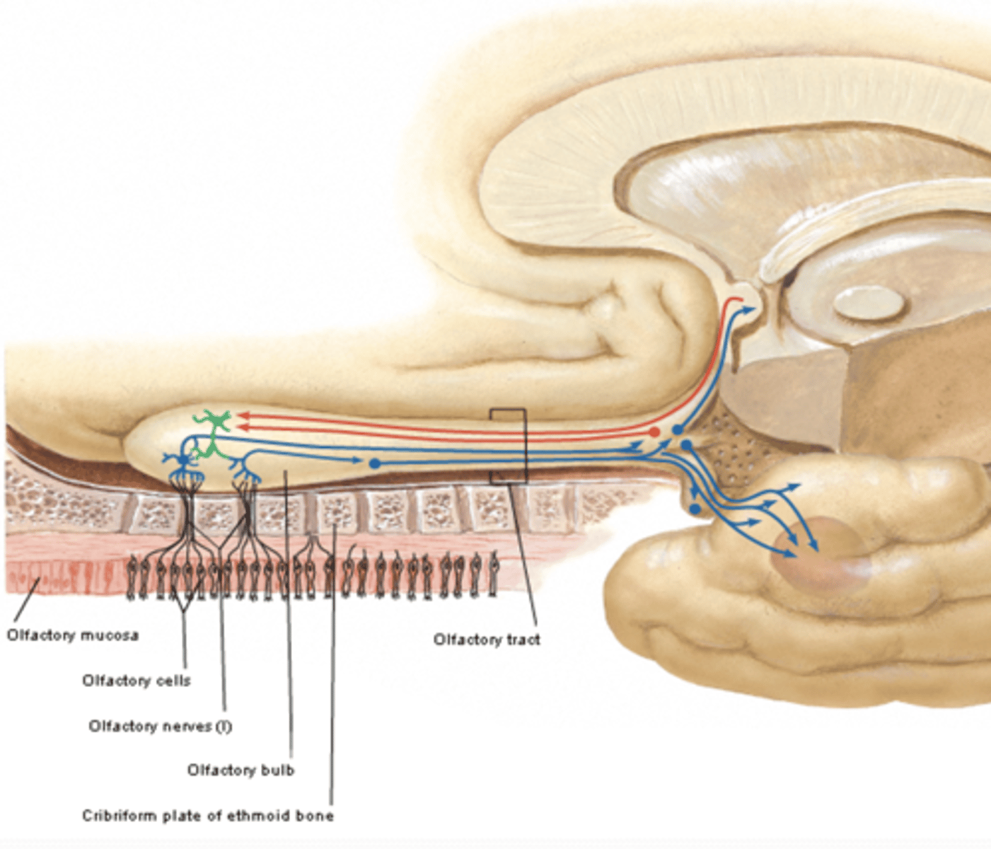 <p>What is the course and type of CN I?</p>
