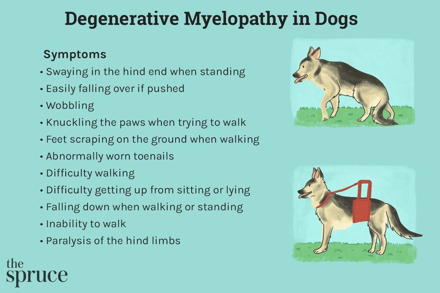 <p>A progressive, incurable spinal cord disease in dogs that leads to paralysis, starting in the hind legs.</p>