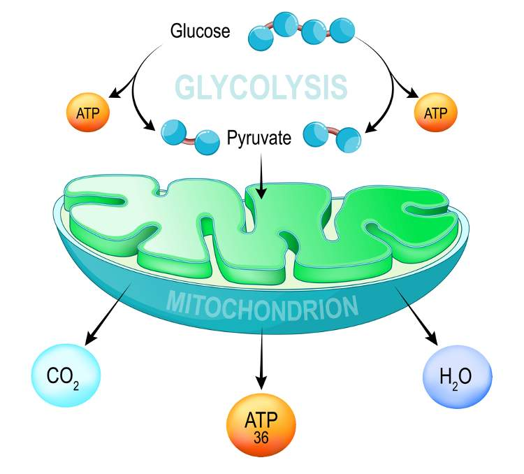 <p>Process of glycolysis in the cytoplasm → energy is generated through anaerobic and aerobic respiration</p><p></p><p>Notes: ??</p><ol><li><p><span>Mitochondrial energy production begins with glycolysis, </span><strong>a process occurring in the cytoplasm</strong><span> where glucose is broken down into two molecules of pyruvate, yielding a small amount of ATP and NADH.</span></p></li><li><p><strong>In the absence of oxygen, <em>anaerobic respiration</em></strong><span> occurs, where pyruvate is converted into lactic acid, generating only a small amount of ATP (about 5% of cellular energy). If oxygen becomes available, lactic acid can be converted back to pyruvate and will follow the next step.</span></p></li><li><p><strong>If oxygen is present</strong><span>, pyruvate enters the mitochondria for </span><strong><em>aerobic respiration</em></strong><span>, undergoing the Krebs cycle and oxidative phosphorylation to produce a substantial amount of ATP (about 95% of cellular energy).</span></p></li></ol><p></p>