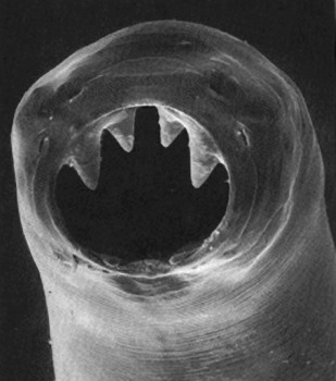 <p>teeth</p>