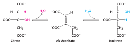 <p>2nd reaction of citric acid/kreb cycle</p><p>catalysed by<strong> </strong><span style="background-color: transparent;"><strong>aconitase</strong></span></p>