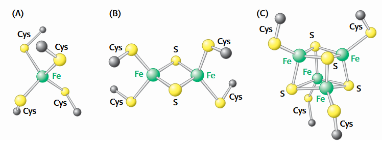 <p>(A) A single iron ion bound by four cysteine residues. </p><p>(B) 2Fe-2S cluster with iron ions bridged by sulfide ions. </p><p>(C) 4Fe-4S cluster.</p>