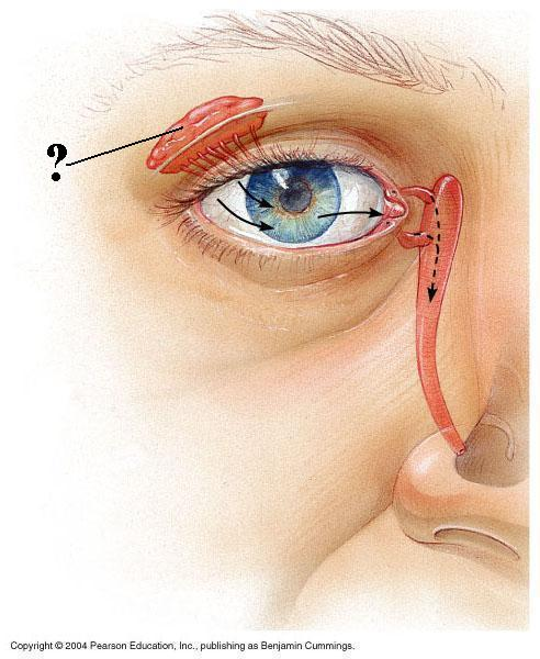 <p>Identify the indicated structure</p>