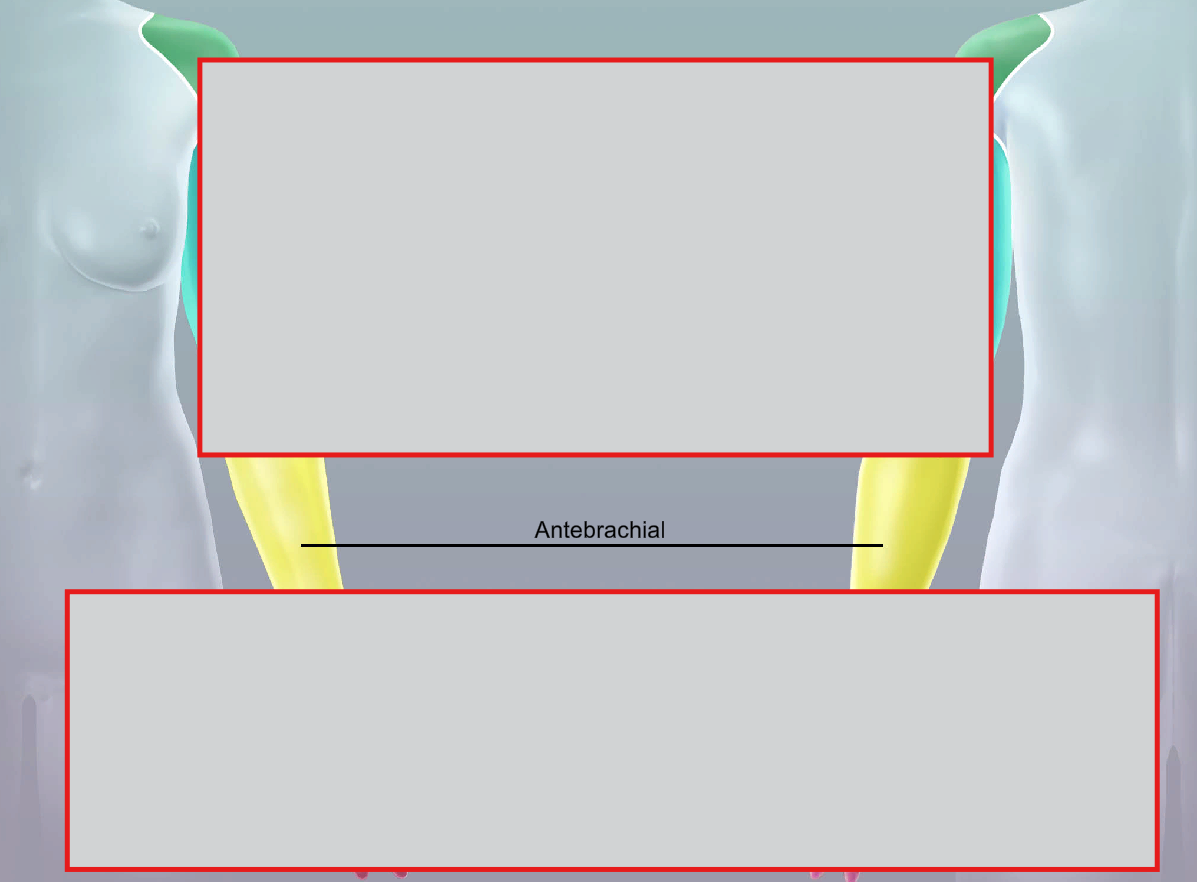 <p>antebrachial</p>
