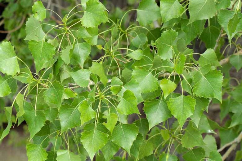 <p>eastern cottonwood</p>