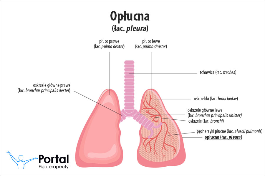 <p>Opłucna to zamknięta, podwójna błona surowicza składająca się z blaszki ściennej i trzewnej, pomiędzy którymi leży jama opłucnej z płynem surowiczym i ciśnieniem ujemnym. Jej główną funkcją jest drastyczne zmniejszanie tarcia podczas pracy układu oddechowego oraz zapobieganie zapadaniu się płuc, dzięki czemu bezwładnie podążają one za ruchami klatki piersiowej.</p>