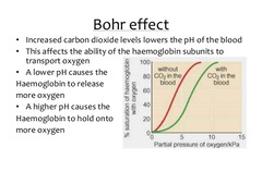 <p>Oxygen release is favored where lower pH is (which corresponds to the portion of the organism where metabolic process is active, since we are releasing CO2—therefore lowering pH). Note that the Bohr effect shifts the oxy-hemolobin saturation curve to the right.</p>