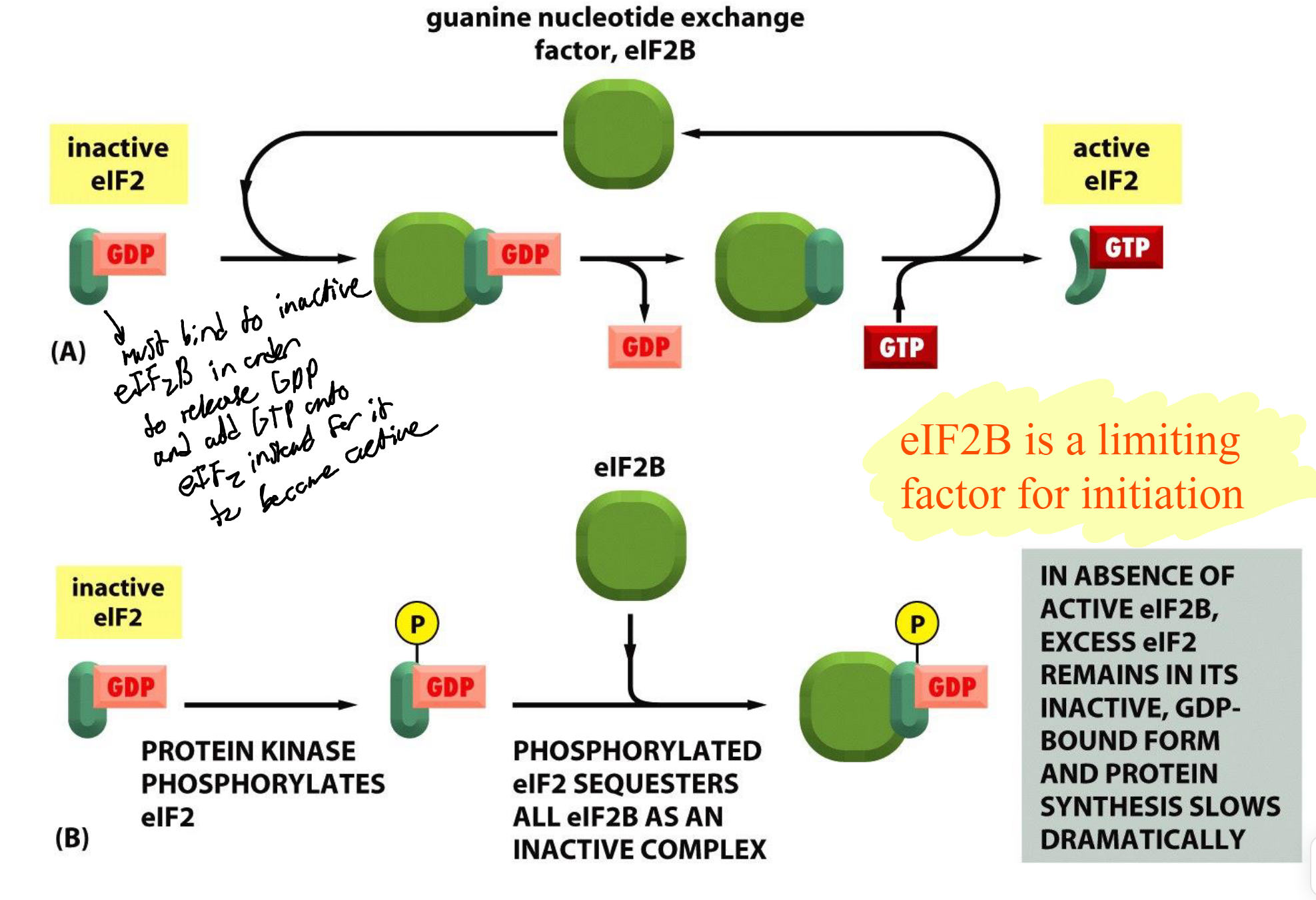 <ul><li><p>GEF limiting factor that catalyzes exchange of GDP for GTP → activates eIF2</p></li><li><p>phosphorylation of eIF2 then turns it into an inhibitor of eIF2B → blocks translation initiation and allow cell to recover</p></li><li><p>bounds to eIF2 complex in order to release GDP and add GtP onto eIF2 to make it be active to inhibit or prevent translation to happen</p></li></ul><p></p>