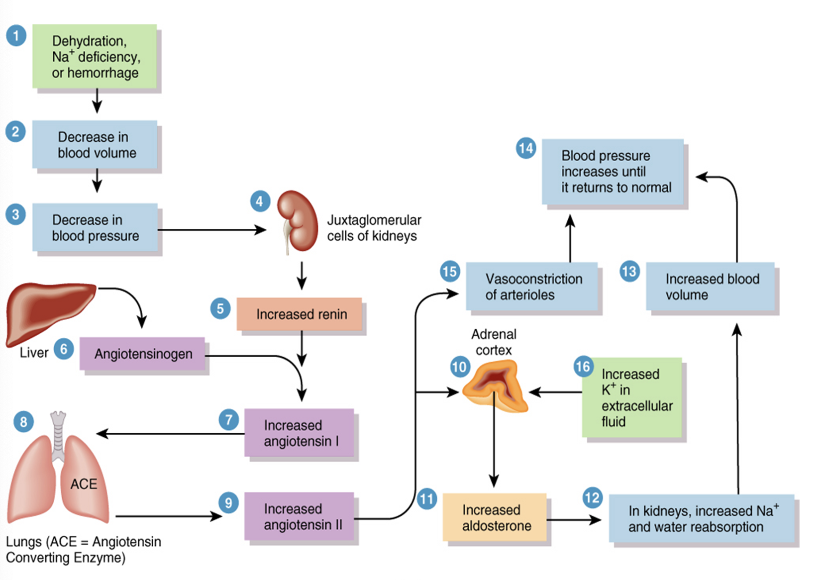 <p>This image represents what?</p>