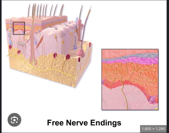 <p>Free nerve endings </p>