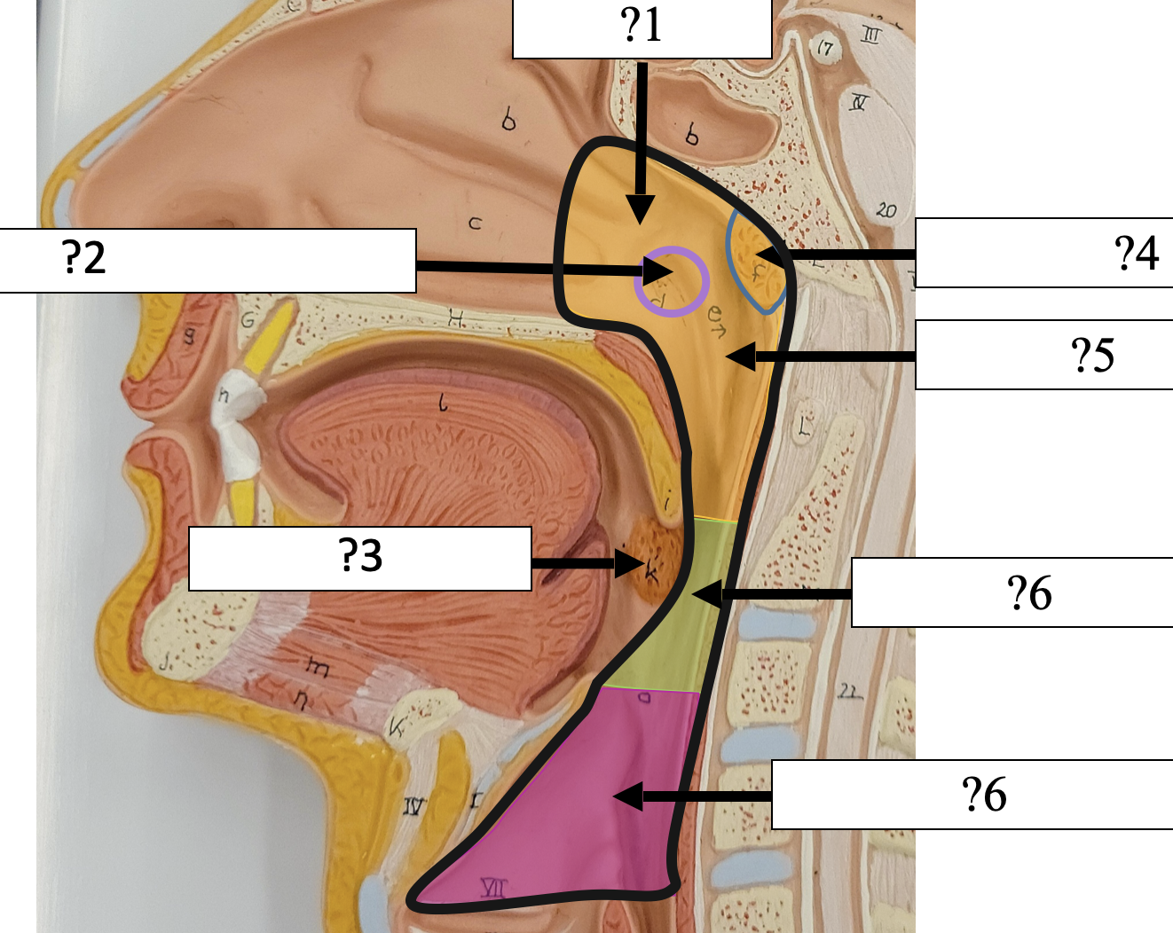 <p>3 Name the tissue?</p>
