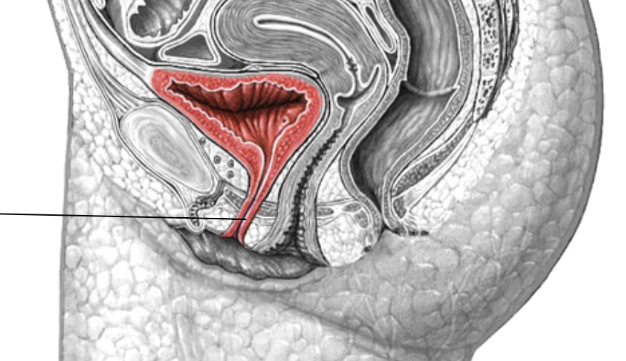 <p>Which part of urinary tract:</p><ul><li><p>Inferior to bladder</p></li></ul><p></p>