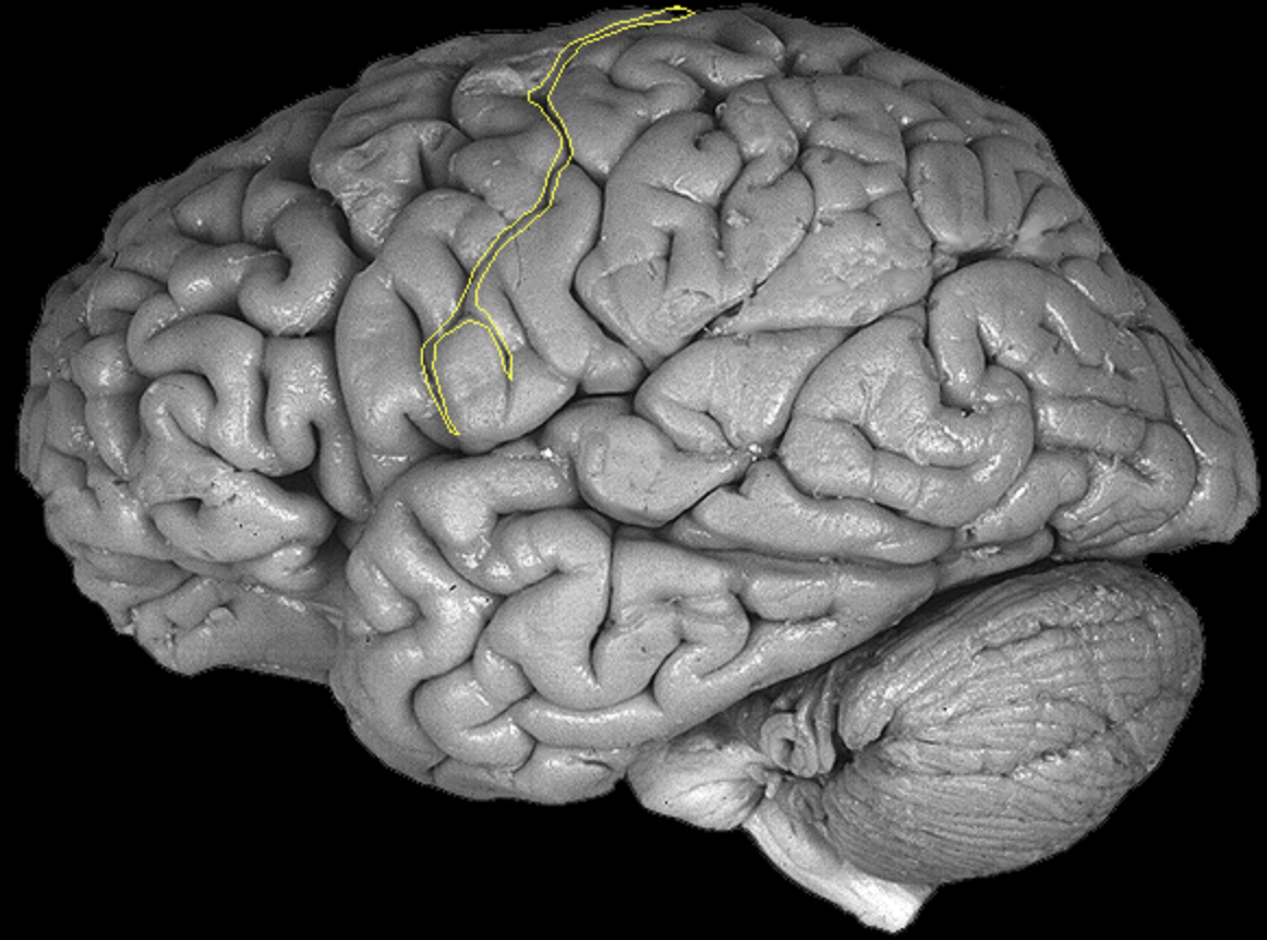 <p>What is the area highlighted called?</p>