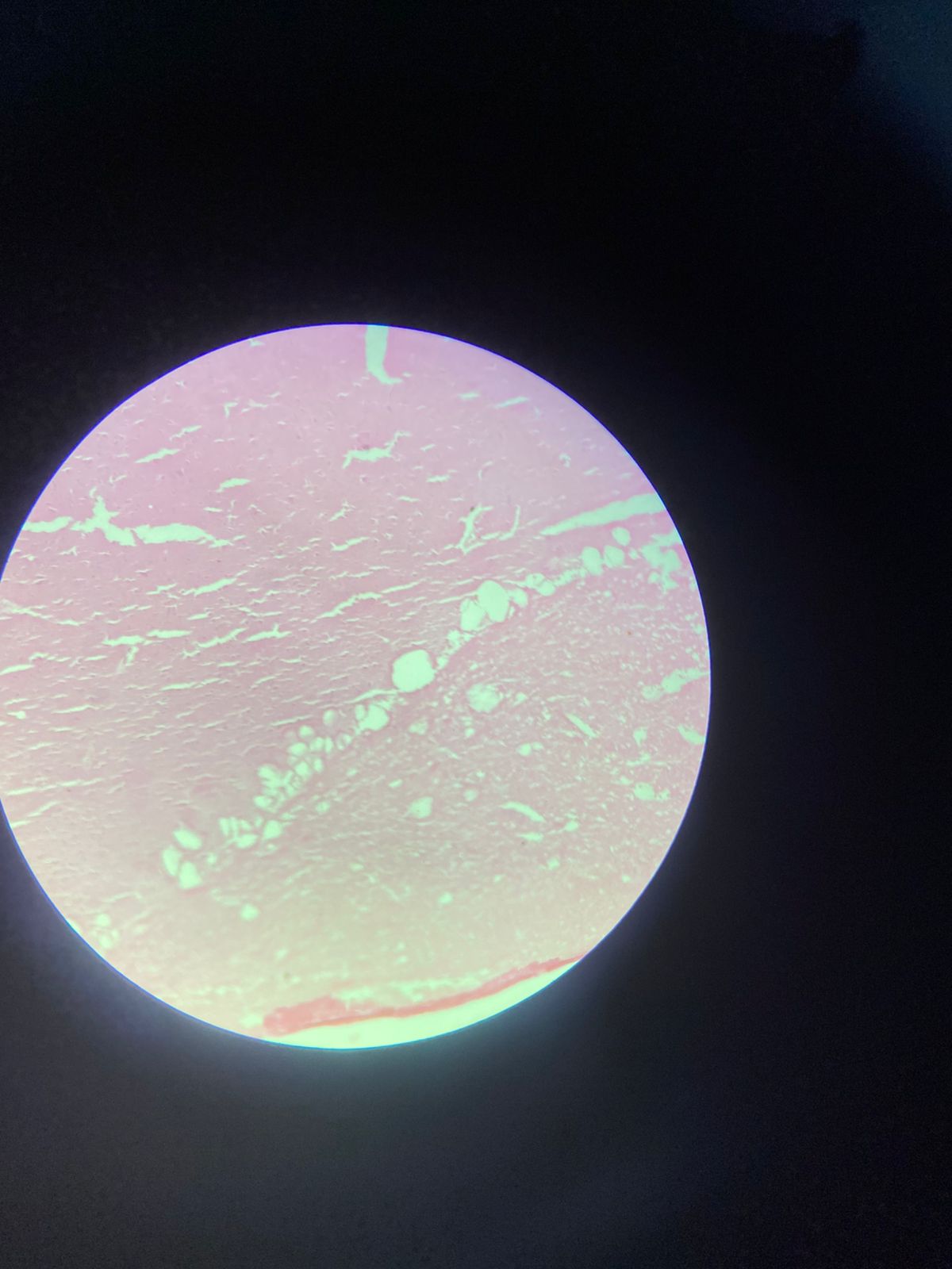 <p>Qual caracteristica tem na parte esquerda? e na direita?</p>