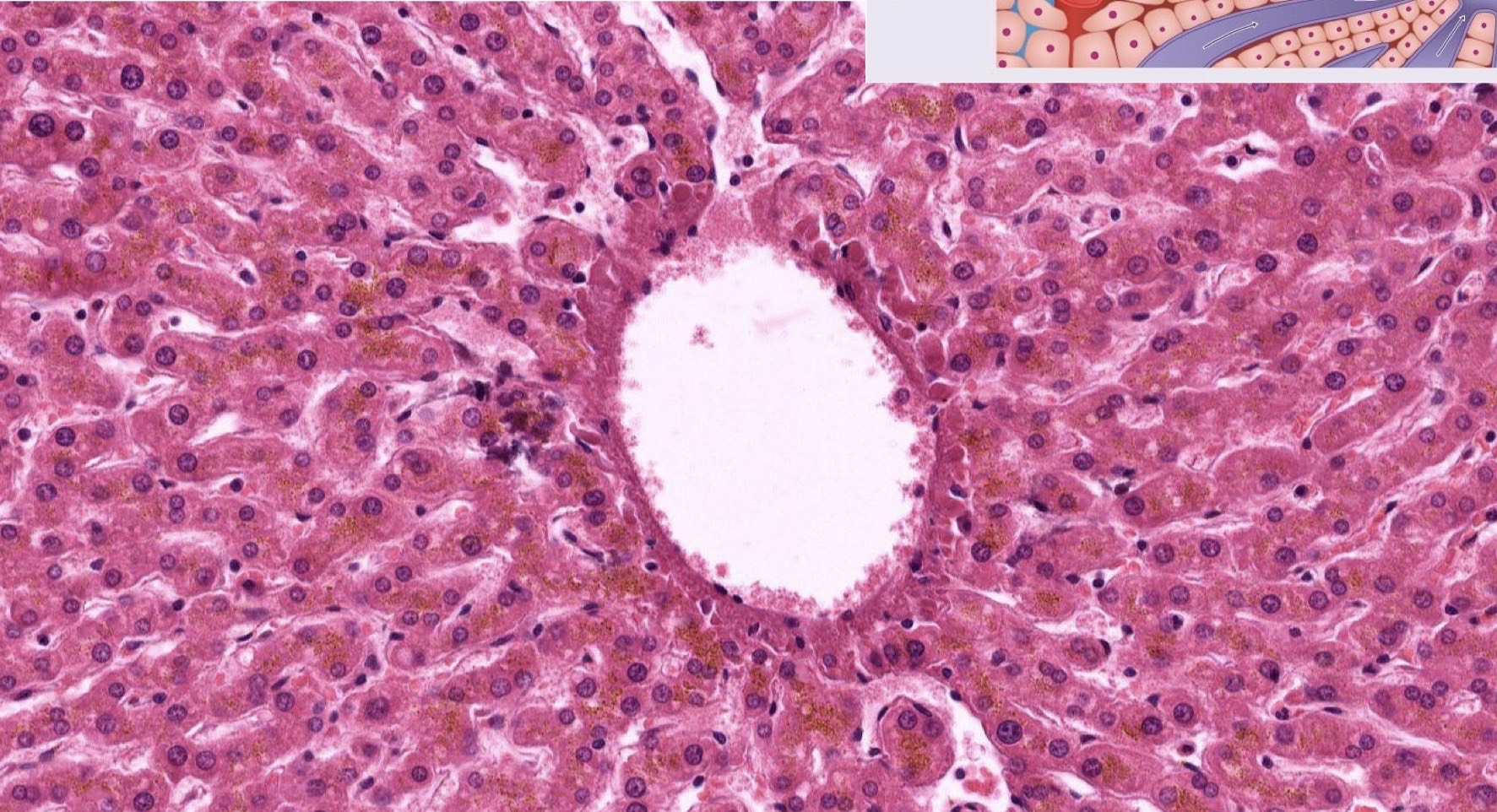 <p>Identify the Organ and Structures?</p>