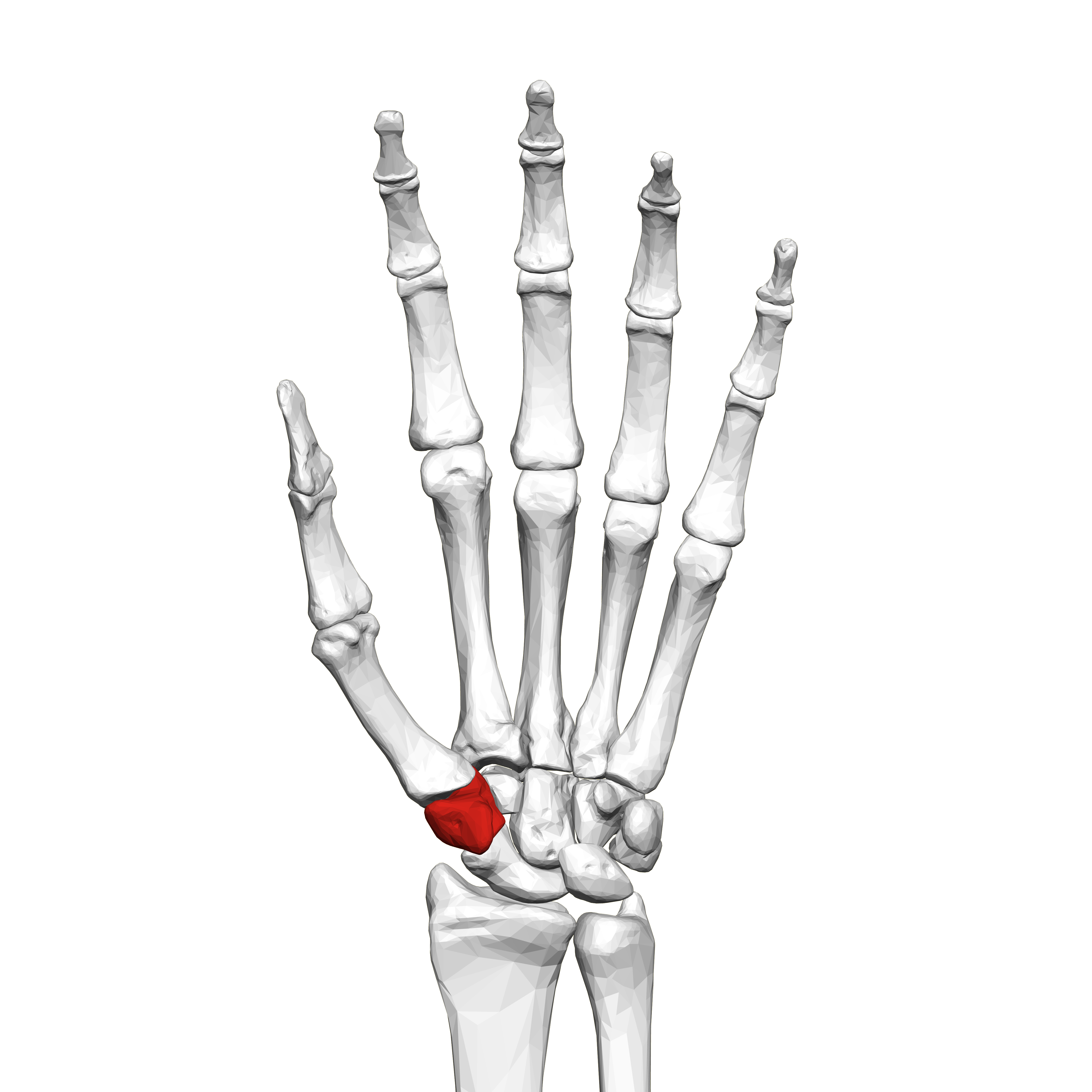<p>What carpal is this?</p>
