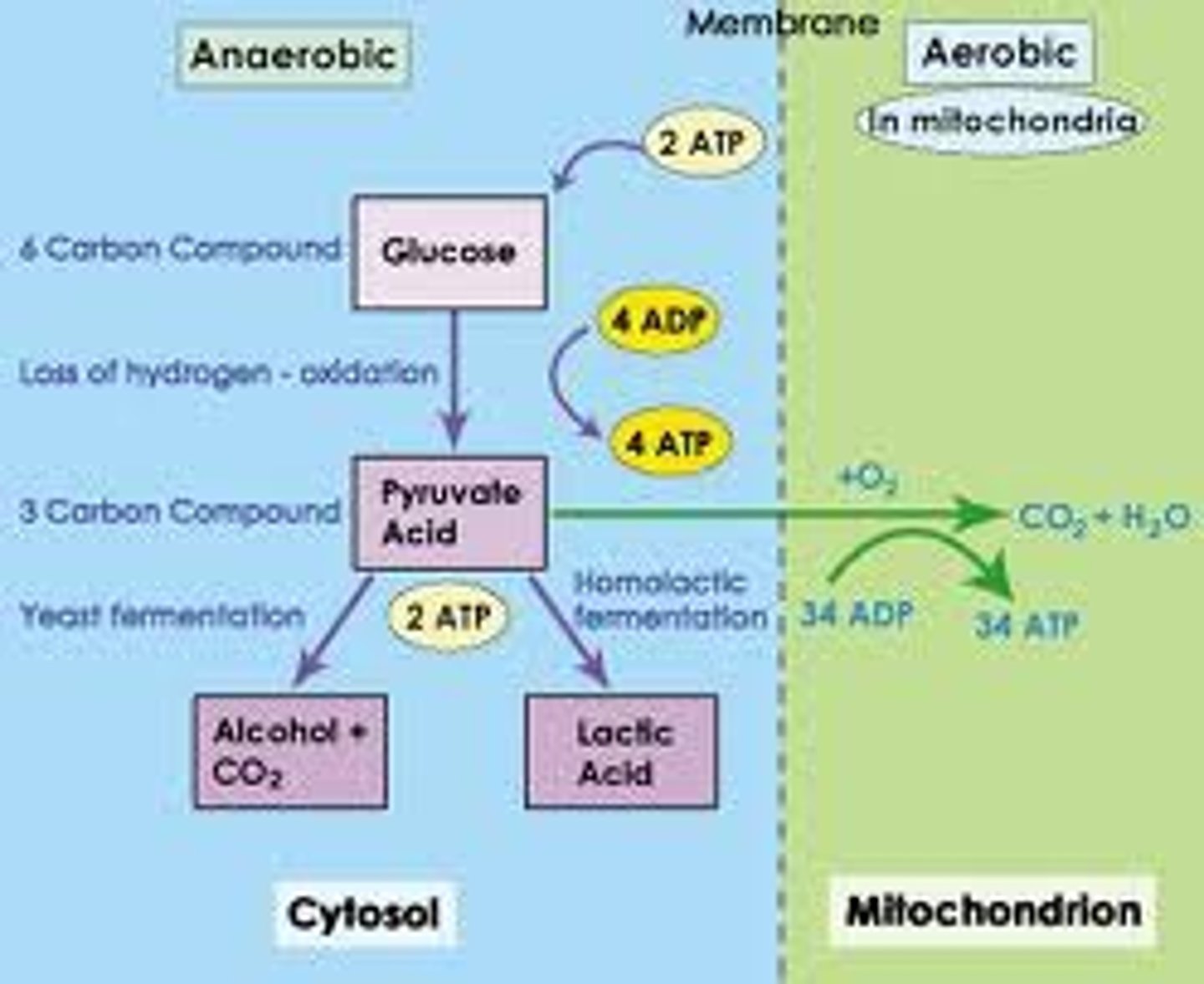 <p>Respiration that does not require oxygen, just glycolysis (but if no oxygen then fermentation too)</p>