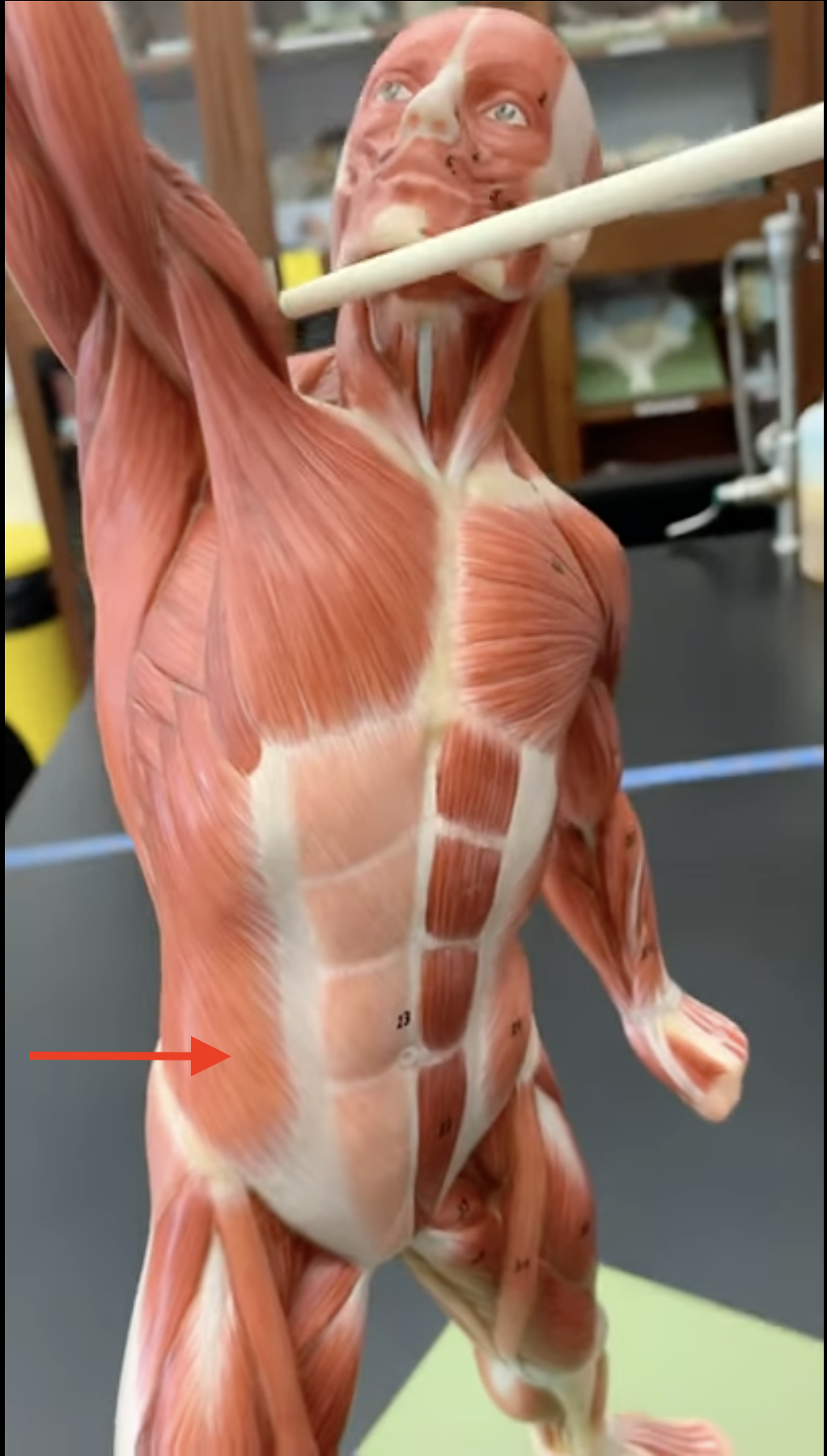 <p>External Oblique</p>