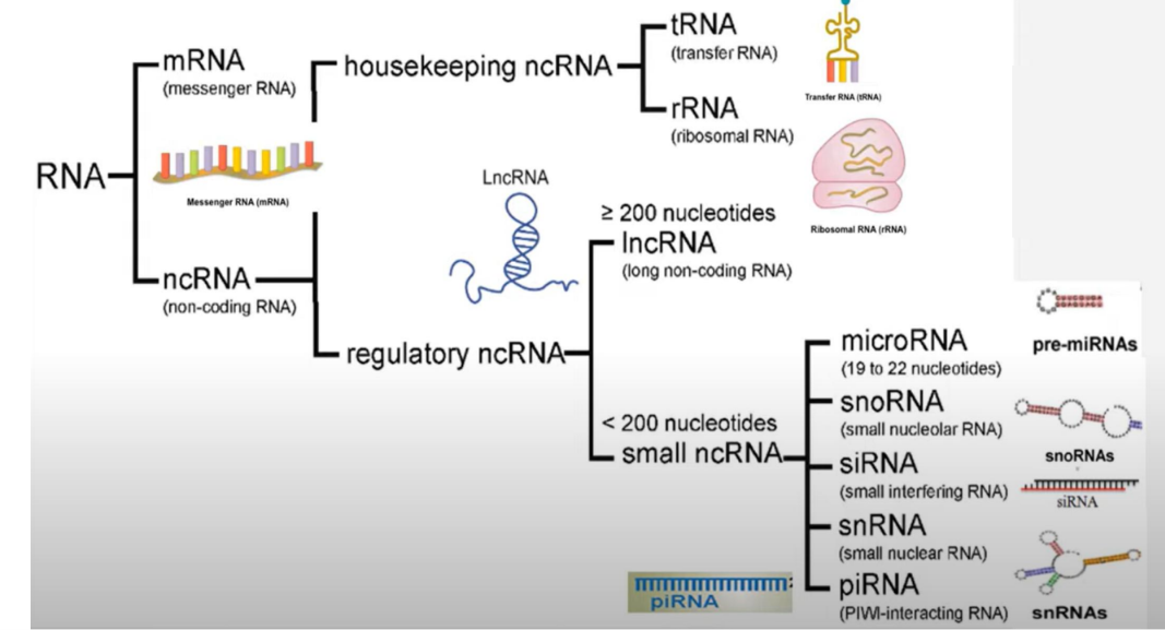 <p>Types of small ncRNA</p>