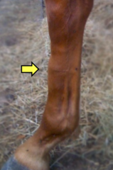 <p>What is the etiology for dorsal 3rd metacarpal periostitis (bucked shins)?</p>