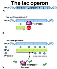 <p>only in *prokaryotes* like E. coli</p><p>Jacob-Monod model- describes lac operon</p><p>promoter (binds activator) -> operator (binds repressor) -> lac genes, trigger metabolism of lactose</p><p>lactose absent- repressor binds</p><p>lactose present- repressor leaves</p><p>glucose absent- activator binds</p><p>glucose present- activator leaves</p><p>lac operon only runs when lactose present and glucose absent</p>