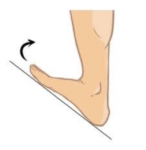 <p>the movement that bends the foot upward at the ankle, decreasing the angle between the top of the foot and the front of the leg</p>