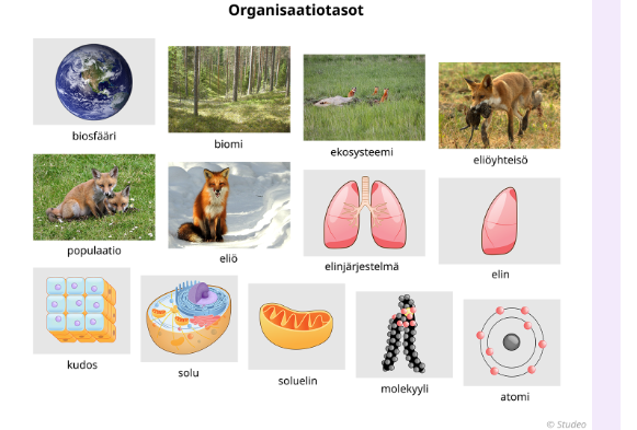 <p>molekyyli → soluelin → solu → kudos → elin → elimistö → yksilö → populaatio → eliöyhteisö → ekosysteemi → biosfääri</p>