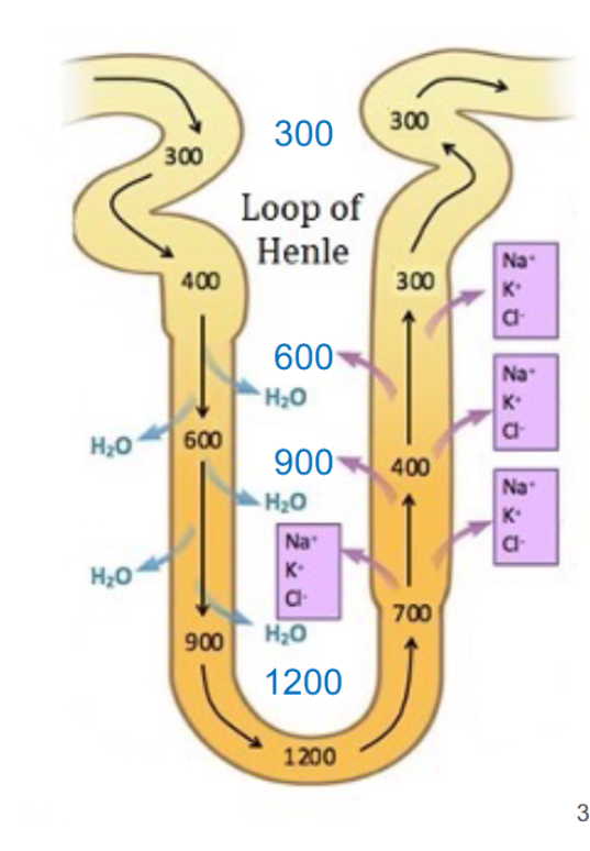 <p>The Loop of Henle and vasa recta</p>