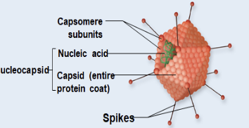 <p>Non-enveloped/Naked Virus</p>
