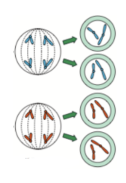 <p><span style="background-color: transparent;">This shows: </span></p><ol><li><p><span style="background-color: transparent;">Meiosis I</span></p></li><li><p><span style="background-color: transparent;">Meiosis II</span></p></li></ol><p></p>