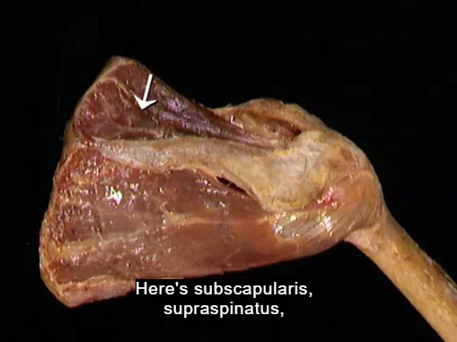 <p>Oppervlakkig, schouder</p>