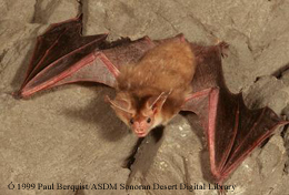 <p>Common Name: Pallid bat</p><p>**Skin in lab</p>