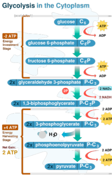 <p>glucose (6 carbons) → 2 pyruvate (3 carbons): oxidation</p><ul><li><p>energetically favorable overall, but energy expenditure in Preparatory phase</p><p>is required to provide Payoff in the energy-producing phase</p></li><li><p>highly favorable reactions are sites of regulation– to control the pathway and</p><p>its direction, the process must be blocked before each plunge off the “cliffs”</p></li></ul><p>more from summary of lecture 10….</p><ul><li><p>afterwards, Citric acid cycle creates ATP with ETC</p></li><li><p>glucose into cell, add phosphate (anchored in cell), make into fructose with P, splits into two 3 carbond moelcules, 2 steps into PEP, into 2 pyruvate</p><ul><li><p>uses ATP in steps 1 and 3, oxydized by NAD+ in step 4, creating ATP in steps 5 and 7</p></li><li><p>ATP needed to phoshporylate</p></li></ul></li></ul><p></p>