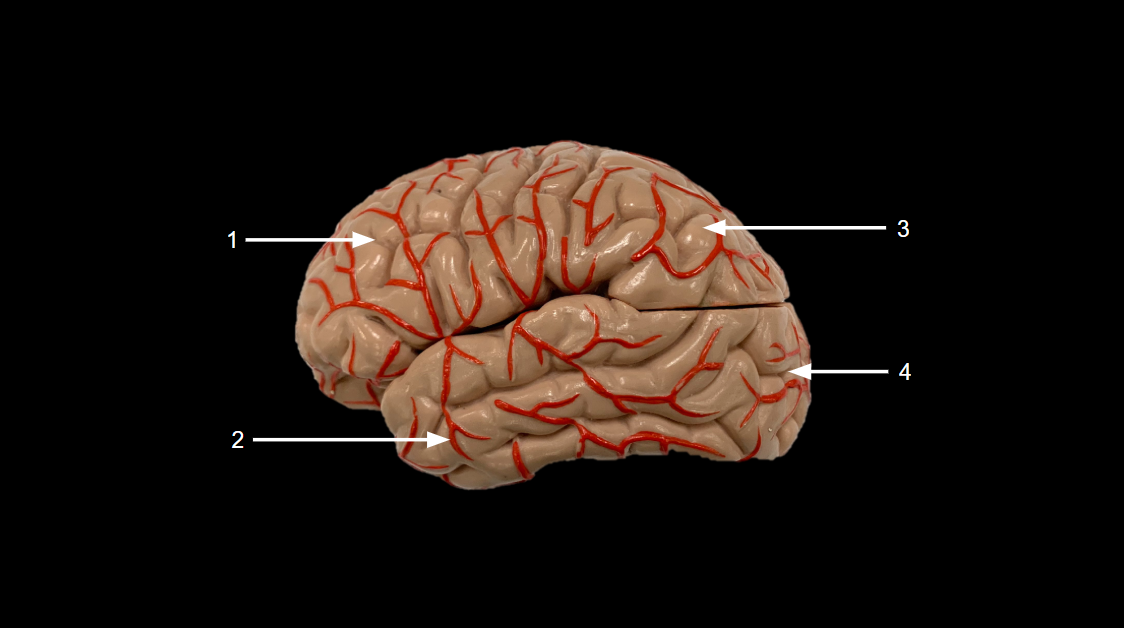 <p>WHAT IS 1 CALLED?</p>