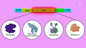 <ul><li><p><em>LTR</em> is <strong>present on either side of the viral genom</strong>e.</p></li><li><p><strong>It harbors <em>cis</em>-acting elements, which are required for RNA synthesis</strong></p></li><li><p><strong>Is the initiation site for transcription of the viral genome</strong>.</p></li><li><p><em>LTR</em> consists of three regions:</p></li></ul><ol><li><p><strong>U3</strong> (unique, 3′ end)</p></li><li><p><strong>R</strong> (repeated)</p></li><li><p><strong>U5</strong> (unique, 5′ end).</p></li></ol><ul><li><p><strong>Various elements present in U3 </strong><span style="color: green;"><strong>help in direct binding of RNA polymerase II (pol II) to DNA templates.</strong></span></p></li></ul><p></p>