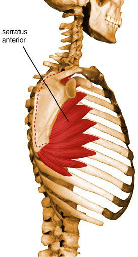 <p>origin: lateral surface of upper 8 ribs</p><p>insertion: medial scapular border, anterior side</p>