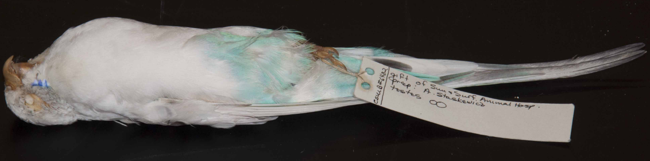 <p>Psittaciformes </p>