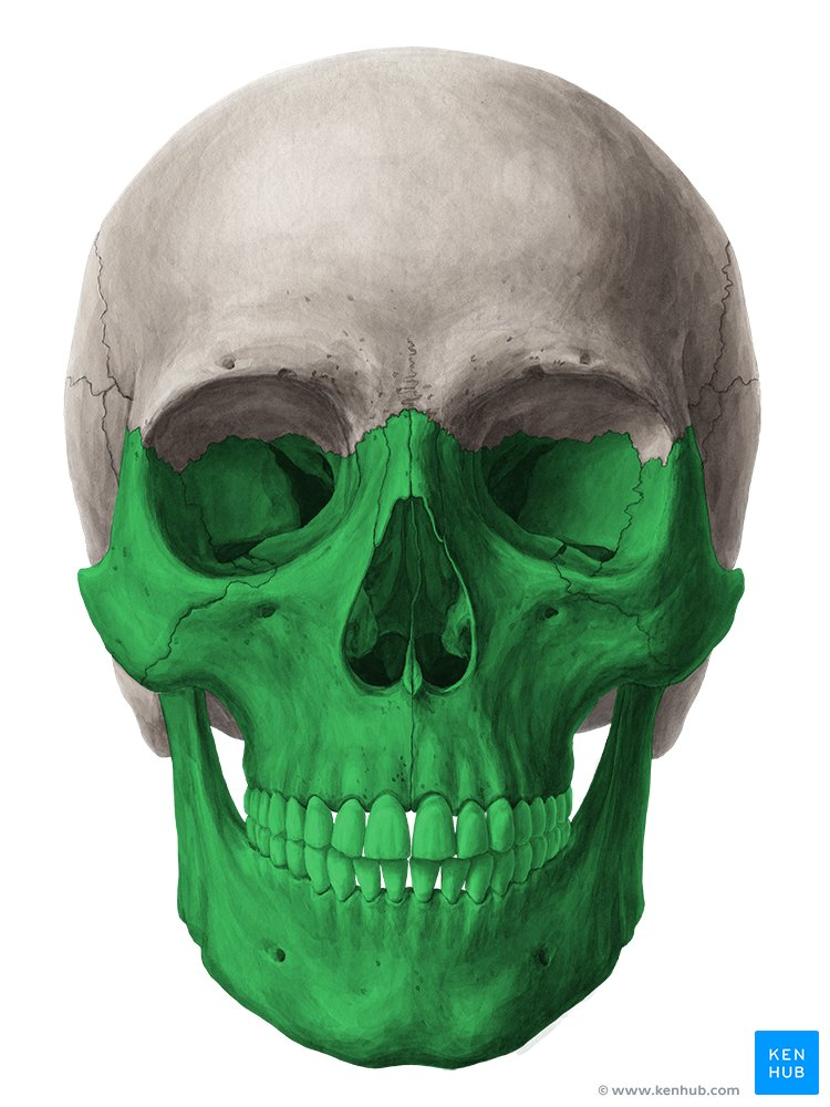 <p>Viscerocranium is composed of 15 irregular bones</p>