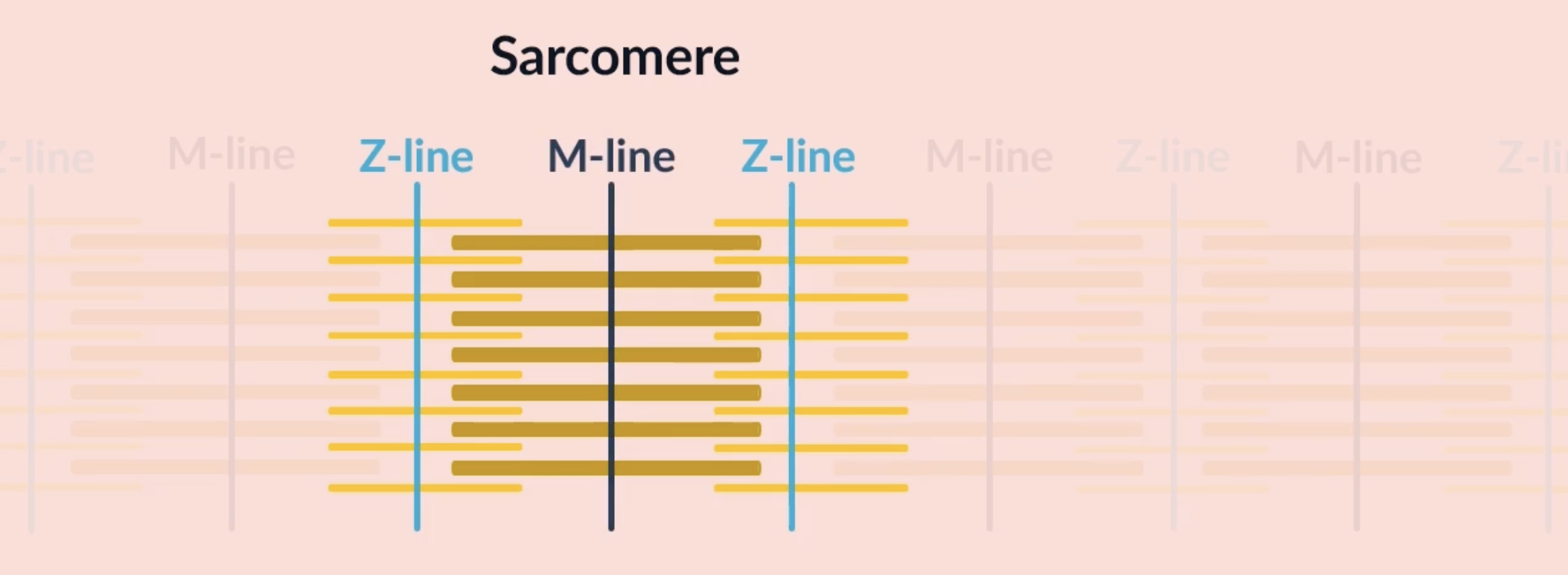 <p><strong>M line</strong> is found in the middle of the thick filaments </p><p><strong>Z line</strong> is the mid point between two M lines found at the thin filaments </p><p>each individual sarcomere is made of 1 M line and 2 Z lines </p>