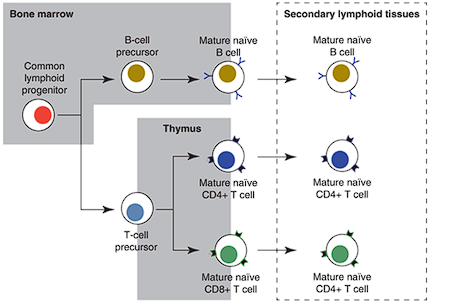 <ul><li><p>Cytotoxic T-cells</p></li><li><p>detect and kill <span style="color: red;">infected cells</span></p></li></ul><ul><li><p>Utilizes<span style="color: red;"> I MHC</span></p></li></ul><p></p>